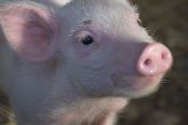 Provimi introduces new piglet feed program