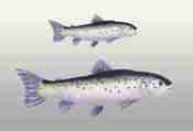 Nofima studies effect of vaccines in Atlantic salmon