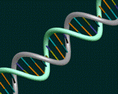 Gene expression can predict BSE infectio status