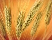Industry paper to help revive wheat market