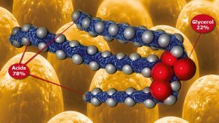 Biomin develops GutPower: an unique acid mix
