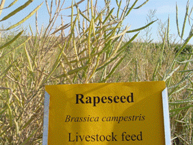 Rapeseed to lead Europe’s vegetable oil quest