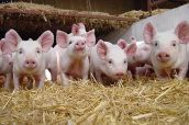 Lallemand: Piglet survival hinges on farrowing
