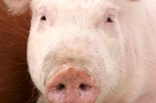Biosprint gets EU authorization for sows