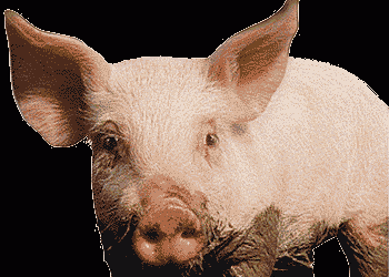 EU: Rovimix Hy•D approved in pig feed