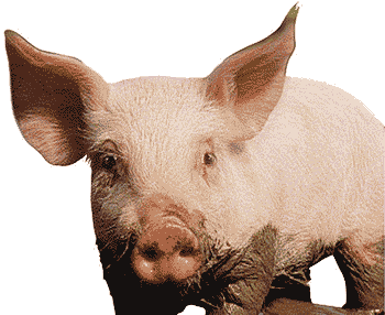 EU: Rovimix Hy•D approved in pig feed