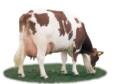 Oximin fights free radicals in dairy cows