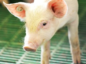 Schothorst releases first energy table for piglets