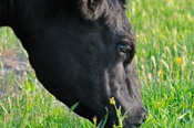 Identifying cows that eat less and gain more