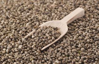Hemp seed might have potential in livestock feed