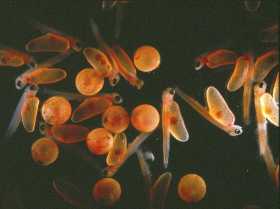Skretting makes larvae fish feed greener