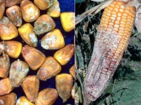US farmers warned on feeding this year’s corn