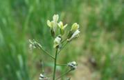 FDA approves Camelina meal for cattle feed