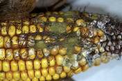 Alltech establishes US mycotoxin hotline