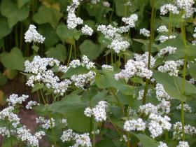 Buckwheat, forgotten but still useful ingredient