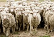 Australian scientists aim to reduce sheep burps