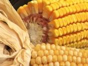 EU clears Syngenta maize for feed and food