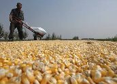 Chinese grain output lower for 2010