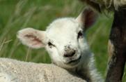 More vital lambs when ewes receive omega 3 in diet