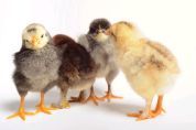 New method for determining Campylobacter in chickens