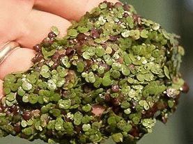 Study on replacing soy with duckweed