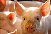 AlphaSoy: Processed soybean meal for piglets