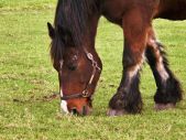 Effects of fusariotoxins in horses