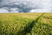 GMO companies join in maize development