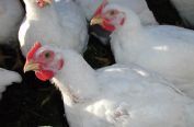 Aviagen talks broiler nutrition in Hungary