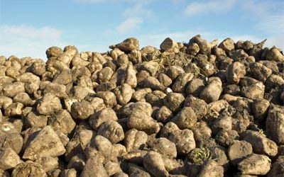 Research: Ensiling properties of sugarbeets with dry feedstuffs