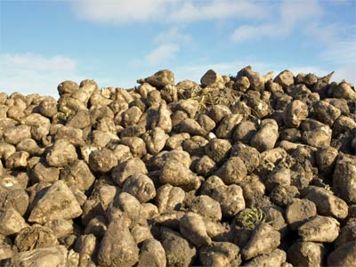 Research: Ensiling properties of sugarbeets with dry feedstuffs