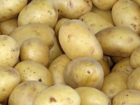 Fermented potato protein benefits sow and piglet health