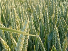 EU 2010 wheat harvest to increase