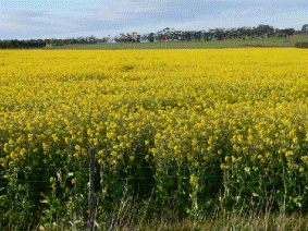 Australia all-clear for growing GM-rapeseed