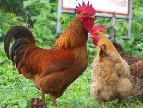 Non-GM soy threatens organic poultry sector