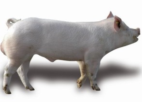 Provimi: Boar fattening most efficient