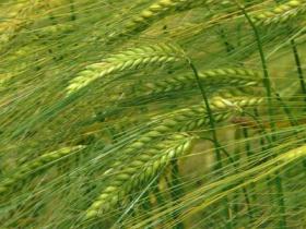 Barley ethanol creates new animal feed