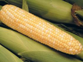 EU clears GMO potato and maize
