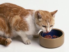 New cat diets studied to overcome bladder disorders