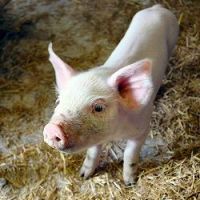 US pig producers against antibiotic ban