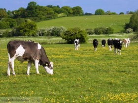 Report: Livestock is changing the landscape