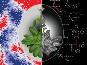 Researchers discover circadian clock in plants