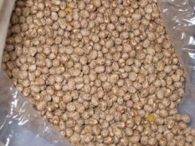 Lupins offer limited use in pig and poultry diets