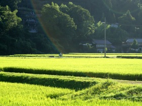 FAS report: Japan grain and feed market