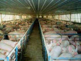 AgFeed to build huge pig production complex
