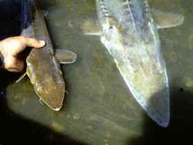 Turning soybeans into caviar