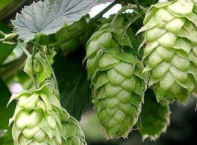 Hops assists in lowering ammonia produced by cattle