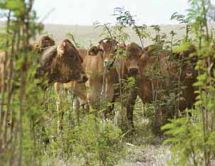 Leucaena rumen bug in demand