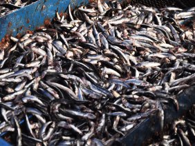 Earthquake pushes fishmeal prices to all-time high