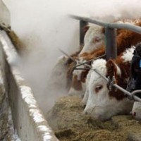 CFIA responds to contaminated feed